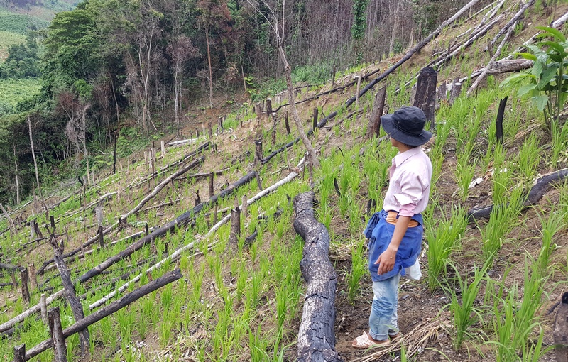 Người dân đốn hạ cây, sau đó đốt để trồng cây. Ảnh: Hưng Thơ.